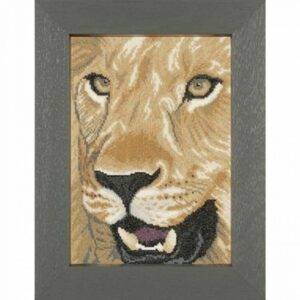 Lion in close up
